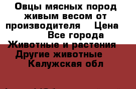 Овцы мясных пород живым весом от производителя. › Цена ­ 110 - Все города Животные и растения » Другие животные   . Калужская обл.